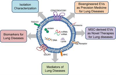 Extracellular vesicles: pathogenic messengers and potential therapy for neonatal lung diseases